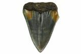 Serrated, Fossil Great White Shark Tooth - North Carolina #166964-1